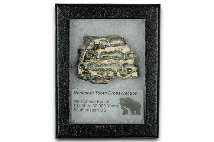 Mammoth Molar Slice With Case - South Carolina #349983